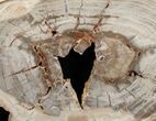 Wide Araucaria Petrifed Wood Slab - Brazil #5622-2